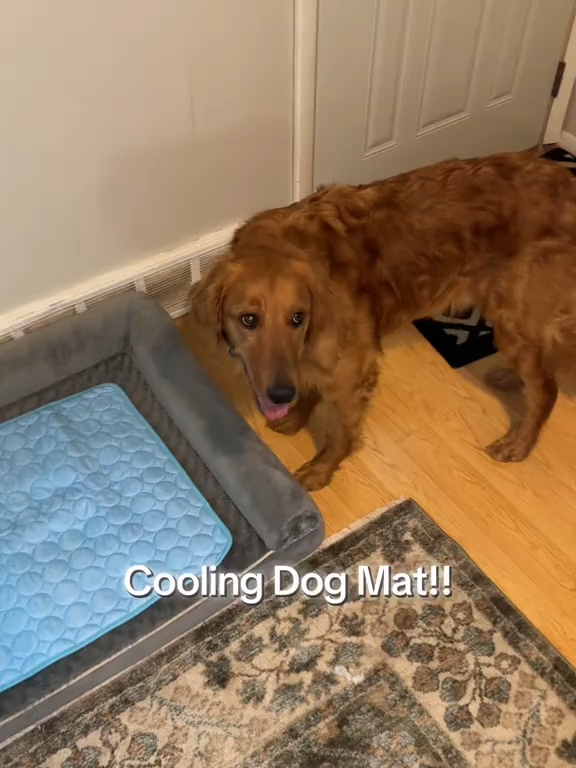 Dogs overheat fast… this mat cools them down in seconds.💧 Grab it while it’s 50% OFF #fyp #dog #Summer #pets
