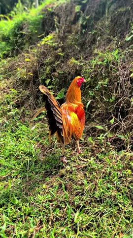 Golden #CapCut #fyppppppppppppppppppppppp #fy #fypage #masukberandafyp #f1 #lokal #maxstream #ayamfilipin🇵🇭 #ayamimportfilipin🇵🇭 #ayamimpor #gf #toraja #bulanganlondong🐓 #sulawesiselatan #ayamtoraja #filipina 
