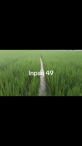 #petani #padi #inpari49jembar  #inpari32 