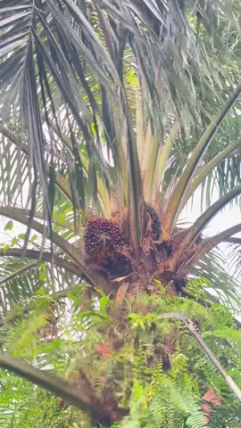 Panen lagi#sawit #sawitindonesia #storysawit #petanimuda #fypシ 