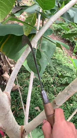 Pokok seng rupane ijo panggah tak go pakan. #berandatiktok #fyp #tukangngarit #ngaret #ngaretsuket #storywa 