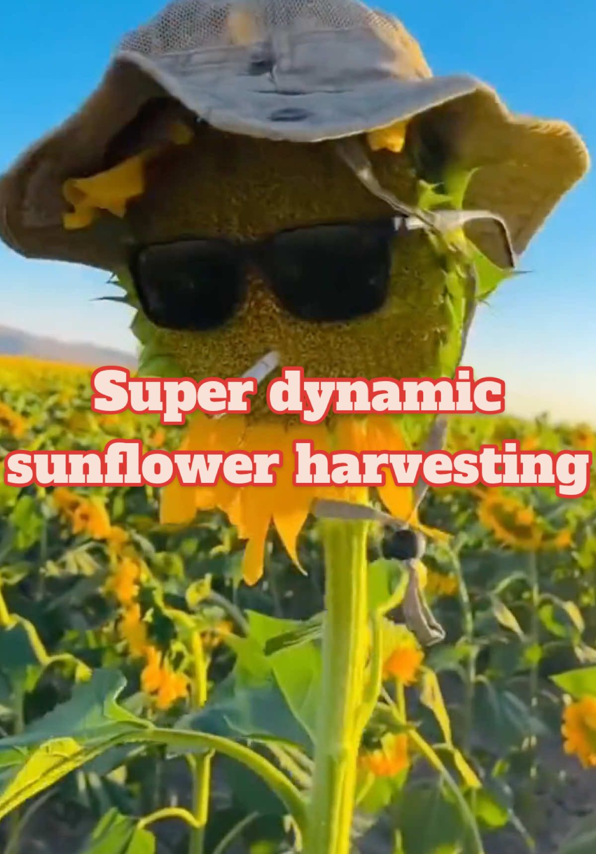 Super dynamic sunflower harvesting.#plants #plantingtechniques #agriculture #sunflower #sunflowers 