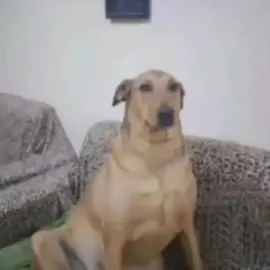 dog 2020 #CapCut 