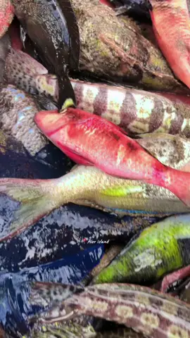 🐠🐟🦈🐳🥥🏝️ #capcut #alor #mancingmaniamantap #nttpride🏝🔥 #tiktokviral #hilingkitahiling #news #indonesiatimur🇲🇨 #kupang 