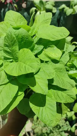 panen bayam hasil kebun depan rumah #berkebundihalamanrumah #berkebun #bayam