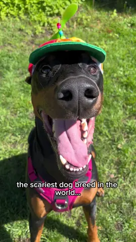 The scariest dog breed on the planet… the ✨Doberman✨ 😁 #dogsoftiktok #dogcontent #doberman 