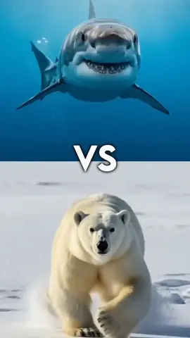 🦈tubarão 🆚 urso 🐻‍❄️  #fouryou #fyp #vibes  animais marinhos 