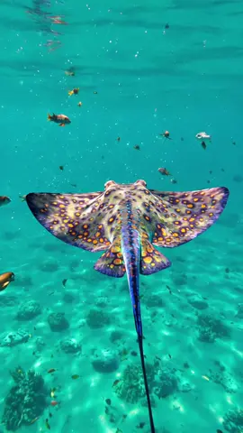 Stingrays Use Electroreception to Hunt Hidden Prey! 🐠⚡🔍 #StingrayFacts #OceanTech