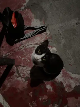 he just wants to be loved…😢 He just a baby💖 #straycat #fypシ゚ #someoneadopthimpls  