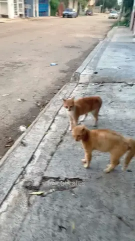 Funny cats video #cat #catsoftiktok #pets #funny #funnyvideo #kitty #funnycat #foryou 