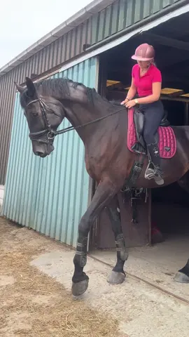 I gotta be honest with you, I was feeling fear of height riding him 😂 I even needed to duck stepping outside the stable 🤯 he is ABNORMALLY LARGE 😳  ##bighorse##gianthorse##lemieux##kepitalia##pinkkepitalia##pinkhelmet##biggesthorse
