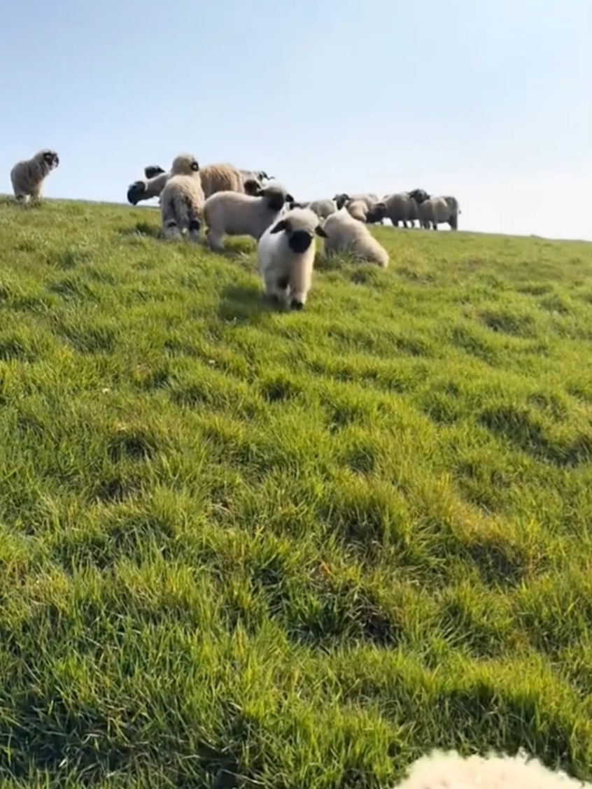 #tranding #tik_tok #wildanimals #videoviral 