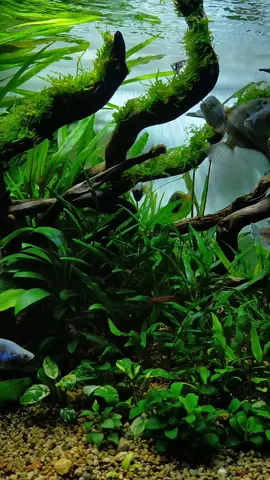 Rainbow fish🤩🥰 #aquascape #aquariums #fishtank #fypシ 