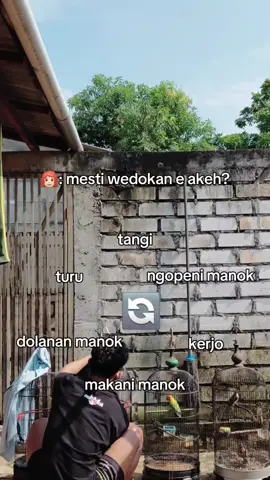 moanookkk aeee #kicaumania #viral #sogonmaniaindonesia #foryou #fyp #lovebird 