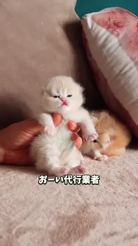 家事代行2 #猫 #cat 