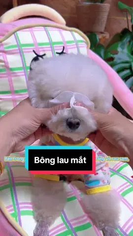 Bông lau mắt cho thú cưng: mắt bé sạch sẽ mỗi ngày #pet #cat #thucung #chomeo #ticipet #dog #lulupetspa #phukienthucungticipet #thanhpetspatainha #xuhuong #xuhuongtiktok #fyp #meo #ticipetspa #laumatthucung #laumatchomeo #khanlaumat1lan #khanlaumatchomeo 