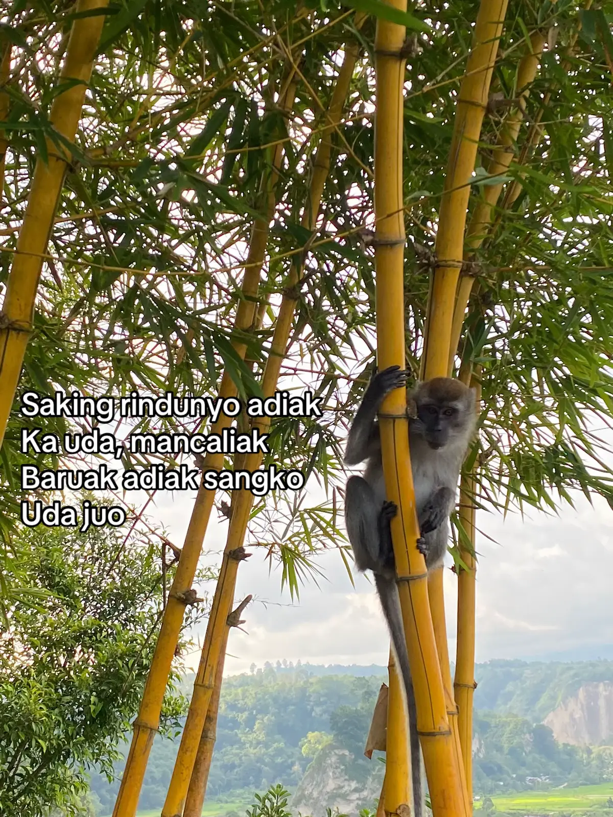 #fyp #minangviraltiktok 