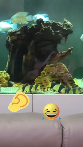 When she thinks your videoing the baby but your videoing the fish 😂😂😂 #clownloach #loach #pleco #greenterror #oscar #clown #aquarium #mylife #foryopage #fory #tank #aquatic #foryouu #fishlife #viralvideo🔥 #foryoupage❤️❤️ #foryour #fyp #forupage #acara #cichlid #vieja