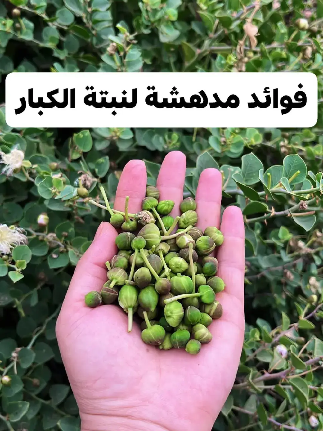 🟢لطالما استُخدمت أوراق القبار في الطب الشعبي، خاصة لعلاج ضربات الشمس؛ حيث يُمضغ الورق قليلًا ثم يُوضع على الجبهة، فيشعر الشخص بحرارة خفيفة يتبعها زوال سريع للألم—وهي تجربة يؤكدها كثيرون في المجتمع المحلي. ✅7 فوائد علمية مدهشة لنبتة القبار 🔸1. مضاد قوي للالتهابات تحتوي أوراق وجذور القبار على مركبات فلافونويدية ومضادات أكسدة تُخفف من الالتهاب، وتُستخدم لعلاج أمراض المفاصل والروماتيزم. 🔸2. حماية الكبد وتنشيطه تشير الدراسات إلى أن مستخلص جذور القبار يُساهم في تحسين وظائف الكبد، وحماية خلاياه من التلف الناتج عن السموم أو الالتهابات المزمنة. 🔸3. تعزيز صحة الجهاز الهضمي يُستخدم القبار تقليديًا في تسهيل الهضم وطرد الغازات وعلاج الإمساك الخفيف. كما يُعتقد أنه مفيد لمشاكل القولون العصبي. 🔸4. خافض لمستويات السكر في الدم أبحاث أولية أشارت إلى أن مستخلص أوراق القبار قد يُساعد في تنظيم مستويات السكر، ما يجعله مفيدًا لمرضى السكري (تحت إشراف طبي). 🔸5. تقوية جهاز المناعة بفضل غناه بمضادات الأكسدة، يرفع القبار من كفاءة جهاز المناعة، ويساعد الجسم على مقاومة العدوى والفيروسات. 🔸6. محارب طبيعي للبكتيريا أثبتت دراسات أن مستخلصات القبار تمتلك خصائص مضادة للبكتيريا، ويمكن استخدامها موضعيًا لتطهير الجروح أو علاج التهابات الجلد. 🔸7. مصدر للعناصر الغذائية ثمار القبار (التي تُخلل وتُباع في الأسواق) تحتوي على كميات جيدة من الكالسيوم، والحديد، والمغنيسيوم، مما يجعلها إضافة مفيدة للنظام الغذائي. ⬅️القبار والعسل المرّ ⬅️في بعض المناطق الجبلية، لوحظ وجود خلايا نحل قريبة من نبتة القبار، حيث يُستخرج منها نوع نادر من العسل يُعرف باسم العسل الأسود أو العسل المُرّ، وهو مرتفع الثمن ويُستخدم في التداوي نظرًا لخصائصه العلاجية الفريدة. --- ✅طرق استخدام نبتة القبار ⬅️الأوراق: 🔸تُستخدم موضعيًا لعلاج ضربات الشمس والتهابات الجلد. 🔸يمكن غليها بكمية صغيرة لشربها لتحسين الهضم أو تطهير الكبد. ⬅️ الجذور: 🔸تُجفف وتُطحن لاستخدامها كمكمل عشبي بإشراف مختص. 🔸تُستعمل كمغلي لعلاج مشاكل الكبد والمعدة. ⬅️ الثمار (البراعم غير المفتوحة): 🔸تُخلل وتُستخدم في الطبخ كمقبلات غنية بالعناصر المعدنية. 🔸مفيدة لفتح الشهية وتقوية المعدة. ✅تحذيرات مهمة 🔸لا يُنصح باستخدام القبار بكميات كبيرة دون إشراف طبي، خصوصًا لمن يعانون من أمراض الكلى أو الكبد. 🔸قد تسبب بعض أجزاء النبتة تهيجًا للجلد عند البعض، لذا يُفضّل اختبارها أولًا على مساحة صغيرة. ✅الخلاصة 🔸نبتة القبار ليست مجرد عشبة تنمو في الصخور، بل هي ثروة طبية وتجميلية يجب استثمارها بعناية. من قدرتها على علاج ضربات الشمس إلى فوائدها الهضمية والمناعية، يثبت القبار يومًا بعد يوم أنه هدية الطبيعة لجسم الإنسان. لا تنس مشاركة المعلومة والصلاة على النبي 