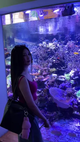 Aquarium 🌊🐳🐬🪼
