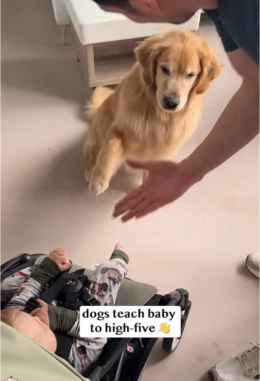 High-five 👏🏻#dog #pets #fyp #baby #tiktok 