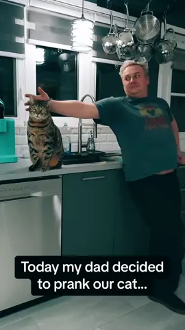 Cat Pranks #cat #funnycat #funnyvideos #funnyvideo #funnymoments #funnytiktok #tiktok #tiktokcats #cats #Foryou 