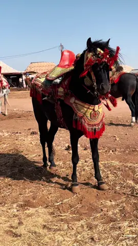 الخيل  على نواصيها الخير  . #l3lwa  #mzabi  #ben_ahmed_mzab  #امزاب_العالم  #امزاب  #العلوة  #تبوريدة_المغربية  #ابن_احمد_مزاب  #التبوريدة_تراث_شعبي_مغربي_أصيل  #الخيل_عشق  #الانتشار_السريع 