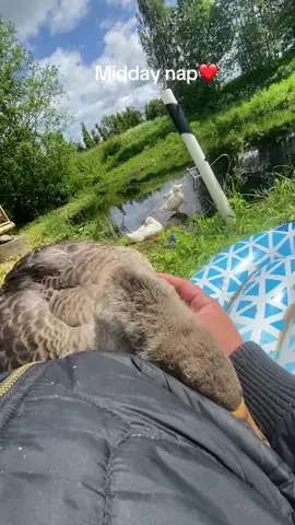 Our goose is having best midday nap with snoring #gosling #goslingsoftiktok #gooseoftiktok #geeseoftiktok #geesetiktok #goose #geese 
