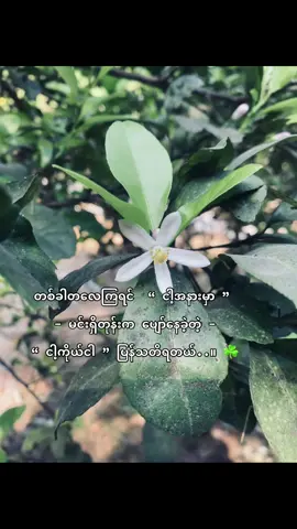 အရင်က ငါ့ကိုယ်ငါ ပြန်ရှာတွေ့ချင်မိတယ်။ 🥀☘️ #wink #foryou #public #fyp 