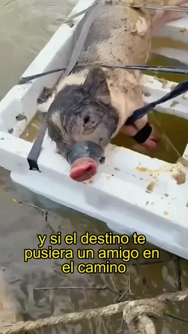 Rescue the piglets#animals #Foryou #Friendship #Us