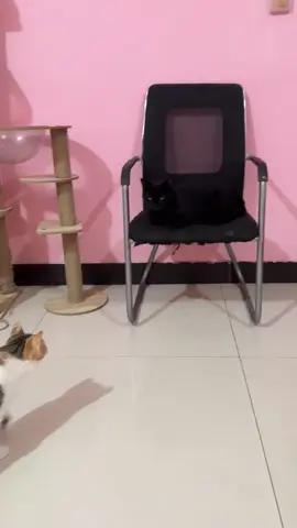 When you have two cats #funny #animals #cute #pet #funnytiktok #funnyvideo #tiktok #cat #catsoftiktok #cats 
