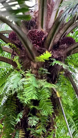 Tapi ini tentang tanggung jawab,panen sawit pokok rendah ketua🫡 egrek si kuning ☺️ #sblmasterpro 