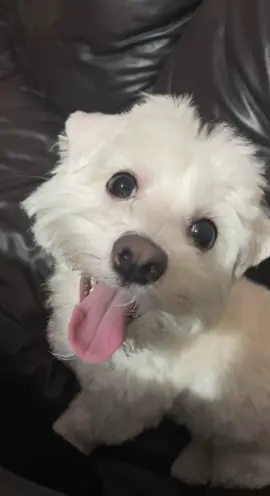 She is a pretty little baby 🤍. #maltese #bichonfrisé #toy #puppylove #dogsoftiktok 