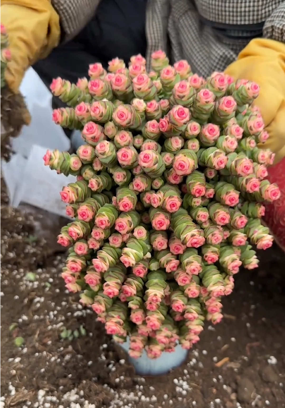 Ý tưởng trang trí sen đá 🪴  #senda #senđá #vuonsenda #succulents #suculentas 