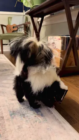 Lil menace! 😂❤️🦨 #skunk #skunksoftiktok #skunks #exoticpet #fyp #petlife #cute #pettok #asmr #PetsOfTikTok #fypage 