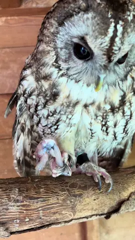 Freddie tries frog legs for the first time! 🐸🦵🏼 #owltok #owlsoftiktok #birdofprey #bird #owl #tawnyowl #froglegs 