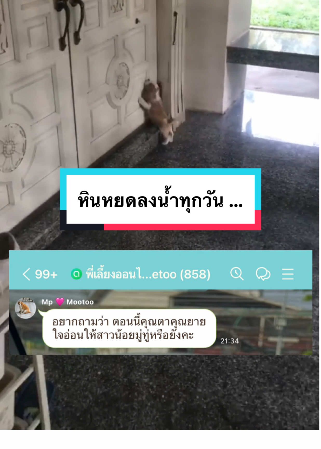 เก่งมากนะมู่ทู่  แกทำสำเร็จแล้ว #มู่ทู่หมามีม  #bigmootoo #มู่ทู่  