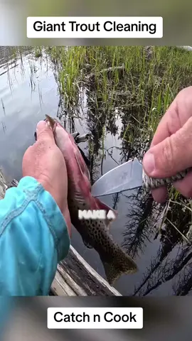 Giant Trout Fishing and Cleaning - Catch n Cook...#Outdoors #survival #fishtok #fishing #fish #fisherman #fishingtok #fishinglife 