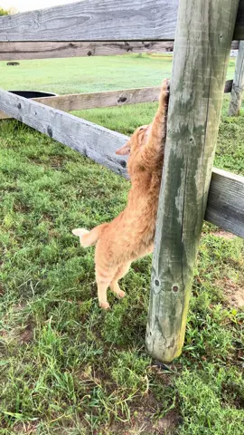 Lucky loves having so many scratching posts everywhere. #barncat #catsoftiktok #cat 