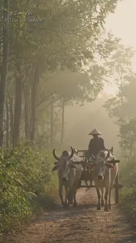 Satu roda tidak akan bisa membawa pedati, begitu juga satu orang tidak akan bisa meraih tujuan sendiri.... Salam oi...🇲🇨🇲🇨🇲🇨💪💪💪#Iwanfals#situasaispedati  #musik90an #cinematicvideo  #storylirik 