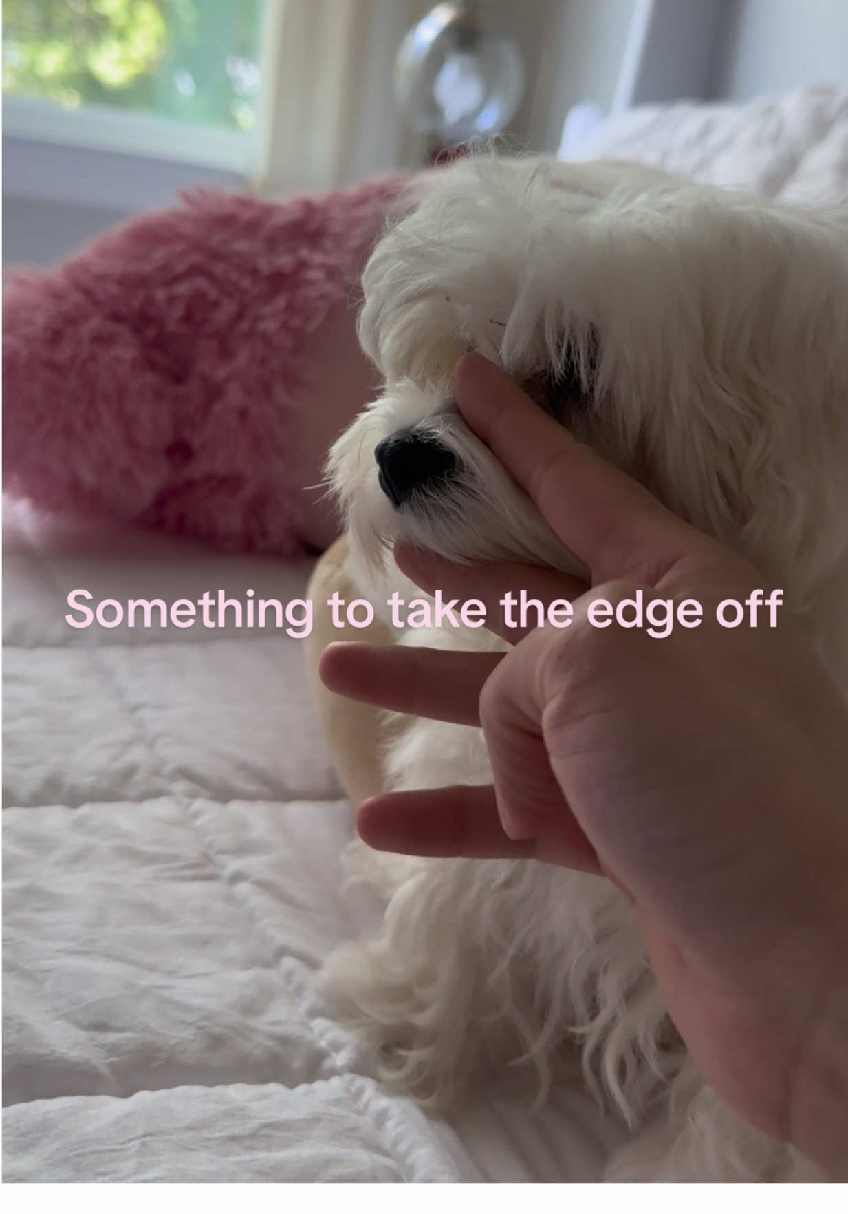 Cuteness overload 🥰 #doglife #cutenessoverload #happydogmoments #happydog #smallcreatorinsight #viral #trend #treening #maltese #dogsofttiktok #puppies #kainethemaltese #doggies #midweek #edge #fyp #parentsoftiktok 
