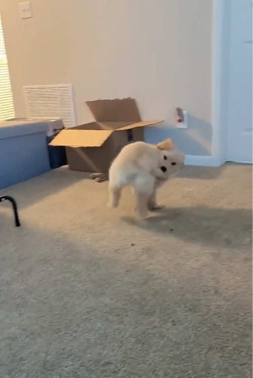 Dogs bring us a lot of happinese.#happydog #dog #funnyvideos #funnydogs #dogsoftiktok #doglife #dogs #