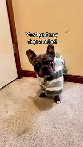 No more wet floors!! This dog towel is something I didn’t know I needed until I saw it!! #tiktokmademebuyit #dogsoftiktok #frenchbulldog #frenchiesoftiktok 