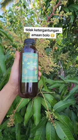 MEMACU PEMBUNGAAN PADA TANAMAB MANGGA, DURIAN, ALPUKAT, KAKAO ,KOPI DLL #petanikakao #mangga #bulanfarm 
