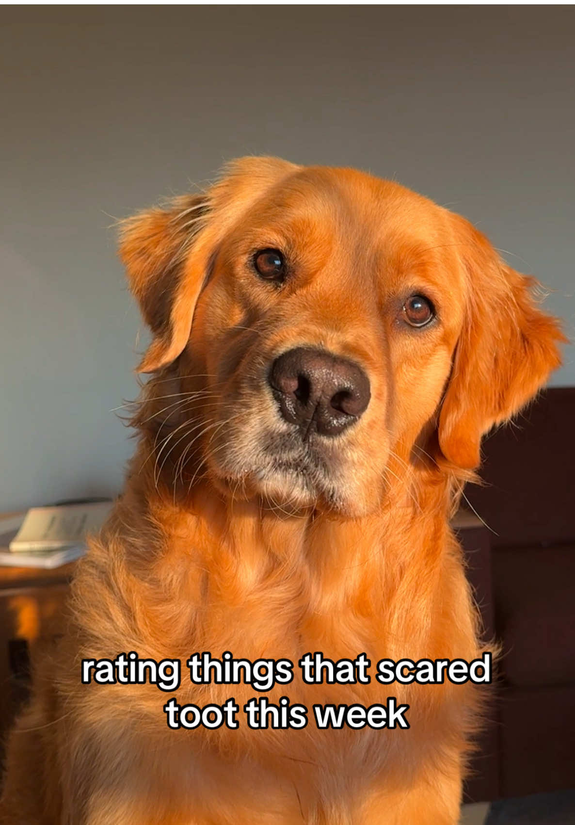 time to be honest, toot is a scaredy cat #scaredycat #goldenretriever #dogsoftiktok #dogtok #toottoot #fyp 