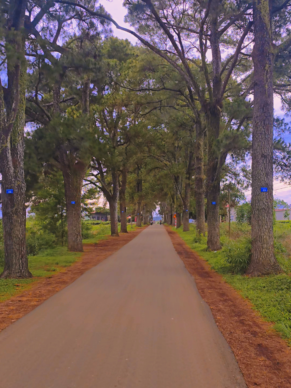 Hàng thông trăm tuổi #vietnam #nhạchaymỗingày #chill #travel #cảnhđẹp #canhdep #cảnhđẹpthiênnhiên #tâynguyên #gialai #pleiku #dulich #nhactamtrang #nhạctâmtrạng 