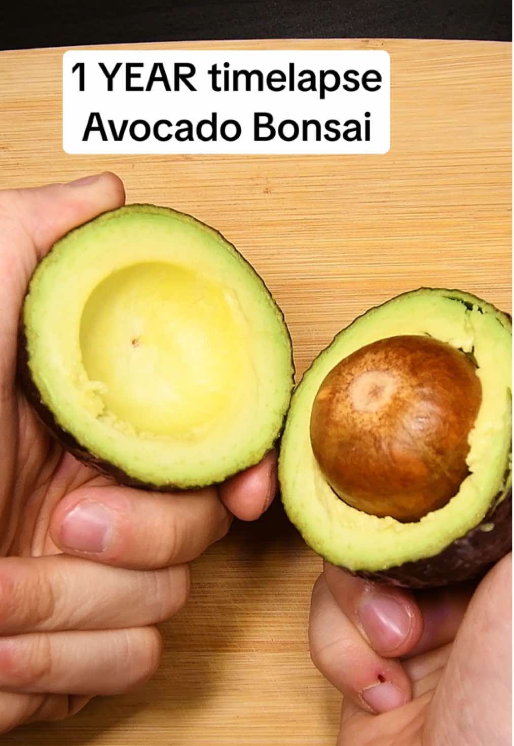 This is how I grew my avocado bonsai! 🥑 #timelapse 