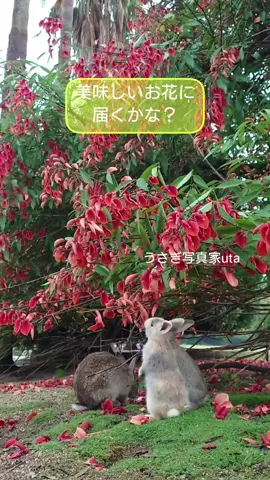 大久野島にある、アメリカデイゴはうさぎさんに大人気😊 仔うさぎちゃんたちの、かわいいうたっちとお手々の使い方にニマニマがとまりません✨ あとから参加するオレンジちゃんは、ちょっとだけおにいさんなのに、ちびっこよりも下手なところも可愛いですよね♪ バインバインするところもじわじわきますので、お楽しみください😊 #大久野島 #うさぎ島 #うさぎ写真家uta #うさぎ写真家 #rabbitisland #うさぎ #海紅豆#アメリカデイゴ 