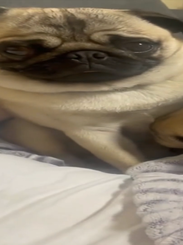 мопсярке #мопс #мопсы #эдит #pug #pugs #edit #anonymousember #популярныйчел 