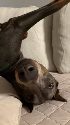 Expectativa va realidad #fyp #doberman 